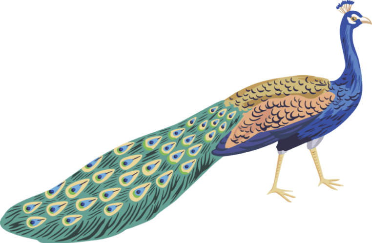 peacock