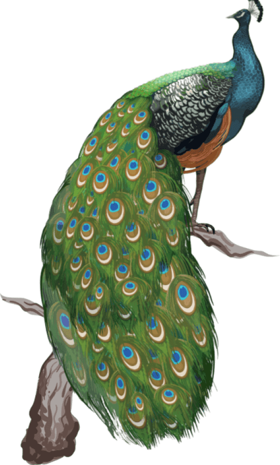Peacock